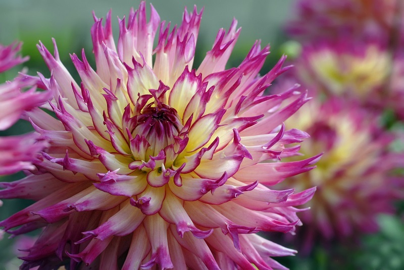 flowers  / lasting flowers flowers  / blooming flowers
