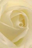 This close-up draws you into the intimate heart of a cream-white rose, artistically arranged by a Chingford florist with a deep appreciation for personal moments. Each petal unfurls in a gentle spiral, its silky surface softly illuminated-like the first light drifting across Ridgeway Park. The curve and shadow of every layer invite a tactile imagination; it's easy to picture the dewy coolness at dawn and to sense the serenity that the bloom exudes. The creamy ivory tones are understated yet captivating, and the subtle shadows tucked between petals provide a quiet drama that echoes the peaceful rhythm of Chingford mornings. The mood is tranquil, ideal for gifting during times of sympathy, gentle admiration, or to mark a cherished new beginning. A faint, sweet fragrance seems to linger in the air, grounding the senses and offering comfort found only in thoughtful local floristry. The composition's close perspective reveals not only the flower's grace, but also the loving artistry and intention behind each petal-a true testament to Chingford's tradition of heartfelt, community-rooted floral design.